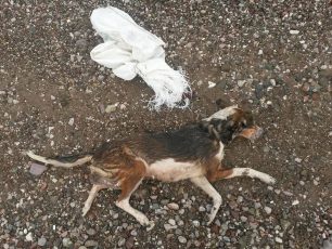 Ναύπακτος: Έπνιξε τον σκύλο μέσα στο τσουβάλι πετώντας τον στη θάλασσα